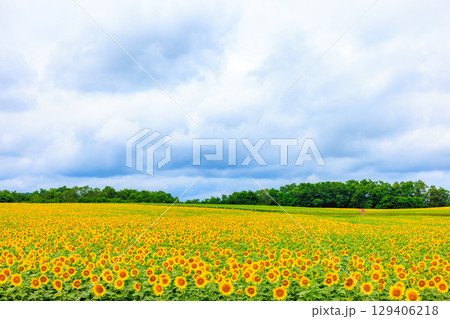 広大なヒマワリ畑【北海道北竜町】 広大なヒマワリ畑【北海道北竜町】 129406218
