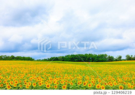 広大なヒマワリ畑【北海道北竜町】 129406219