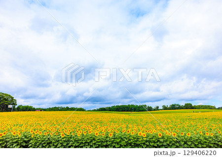 広大なヒマワリ畑【北海道北竜町】 広大なヒマワリ畑【北海道北竜町】 129406220