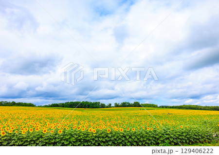広大なヒマワリ畑【北海道北竜町】 129406222