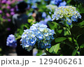 水色のアジサイとアジサイ園 129406261