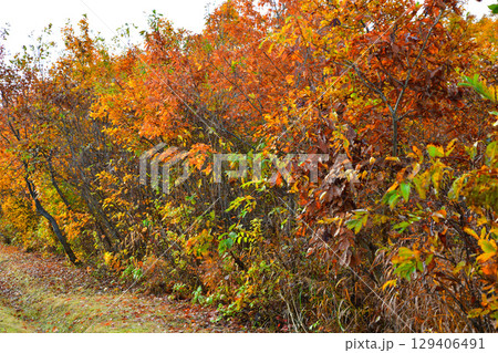 高原の紅葉風景　新潟県　当間高原 129406491