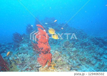 サンゴと青い海とチョウチョウウオ 水中写真 サンゴと青い海とチョウチョウウオ 水中写真 129406502