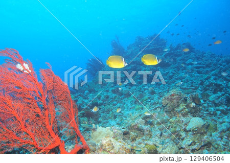サンゴと青い海とチョウチョウウオ 水中写真 サンゴと青い海とチョウチョウウオ 水中写真 129406504
