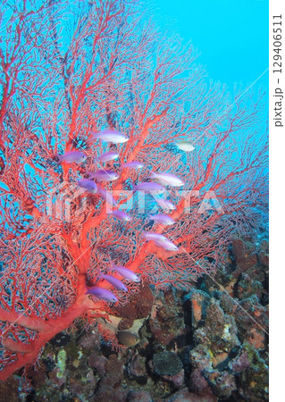 イソバナとハナゴイ、青い海　水中写真 129406511