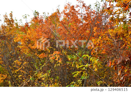 高原の紅葉風景　新潟県　当間高原 129406515