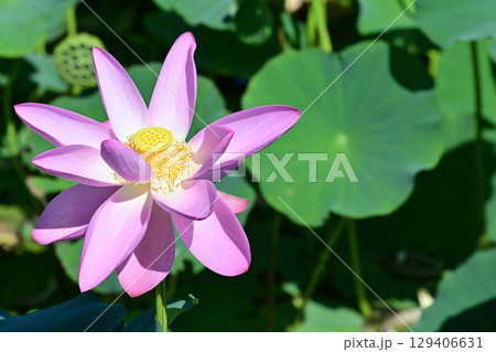 福島県国見町のあつかし千年公園に咲くピンクの中尊寺ハス 福島県国見町のあつかし千年公園に咲くピンクの中尊寺ハス 129406631