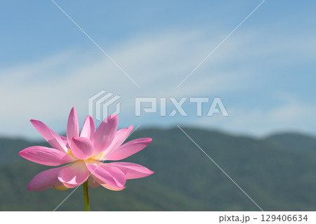 福島県国見町のあつかし千年公園に咲くピンクの中尊寺ハス 129406634