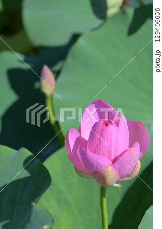 福島県国見町のあつかし千年公園に咲くピンクの中尊寺ハス 129406636