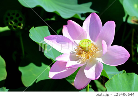 福島県国見町のあつかし千年公園に咲くピンクの中尊寺ハス 129406644