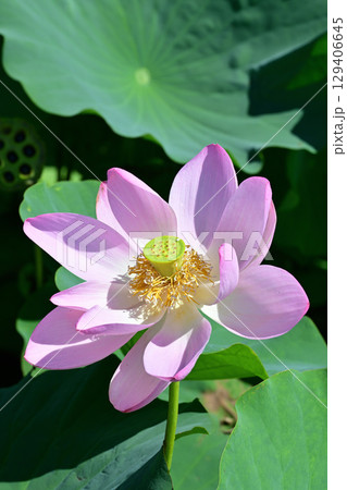 福島県国見町のあつかし千年公園に咲くピンクの中尊寺ハス 129406645