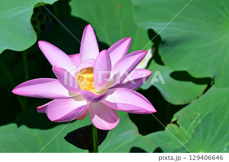 福島県国見町のあつかし千年公園に咲くピンクの中尊寺ハス 福島県国見町のあつかし千年公園に咲くピンクの中尊寺ハス 129406646