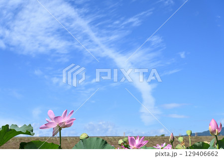 福島県国見町のあつかし千年公園に咲くピンクの中尊寺ハス 129406662