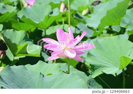 福島県国見町のあつかし千年公園に咲くピンクの中尊寺ハス 福島県国見町のあつかし千年公園に咲くピンクの中尊寺ハス 129406663