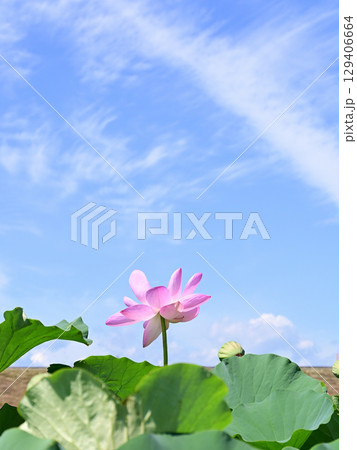 福島県国見町のあつかし千年公園に咲くピンクの中尊寺ハス 129406664