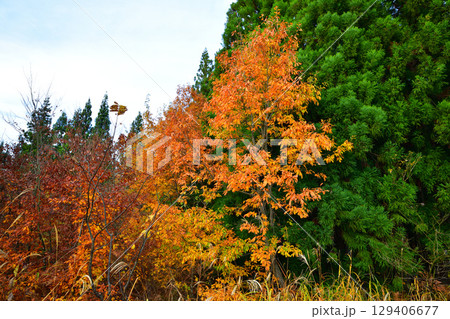 高原の紅葉風景 新潟県 当間高原 高原の紅葉風景 新潟県 当間高原 129406677