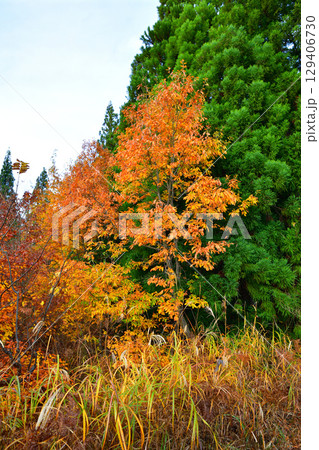 高原の紅葉風景 新潟県 当間高原 高原の紅葉風景 新潟県 当間高原 129406730