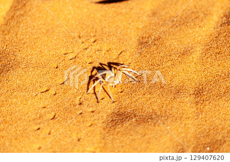 The Namibian Desert near Cha-re 129407620