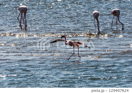 Flamingos near Walvis Bay 129407624