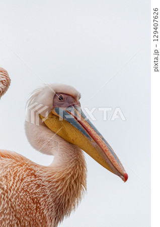 Pelican in Walvis Bay Pelican in Walvis Bay 129407626