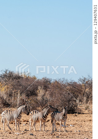 A group of Zebras in Etosha 129407631