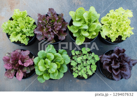 Growing fresh greensindoor lettuce garden home kitchen plant care natural environment aerial view sustainable living 129407632