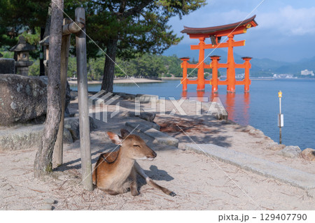 眠そうな宮島の鹿 眠そうな宮島の鹿 129407790