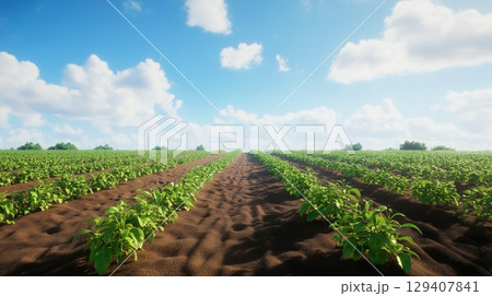 Planted rose farmland vegetation agriculture gardening with blue sky 129407841