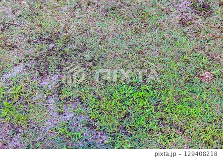 苔と雑草に侵食された庭、芝生再生への道 129408218