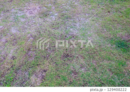 苔と雑草に侵食された庭、芝生再生への道 苔と雑草に侵食された庭、芝生再生への道 129408222