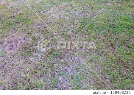 苔と雑草に侵食された庭、芝生再生への道 129408226