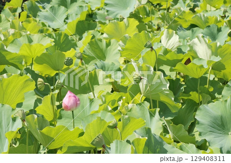 蓮が咲く池 蓮が咲く池 129408311