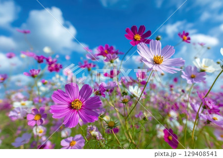 Landscape nature of beautiful cosmos flowers field under blue sky background. 129408541