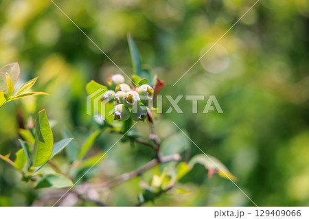 実りの時を待つ、まだ青いブルーベリー 実りの時を待つ、まだ青いブルーベリー 129409066