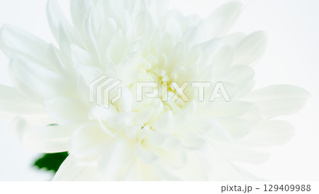 白い菊の生花の背景写真 お供え お彼岸イメージ クローズアップ 白い菊の生花の背景写真 お供え お彼岸イメージ クローズアップ 129409988