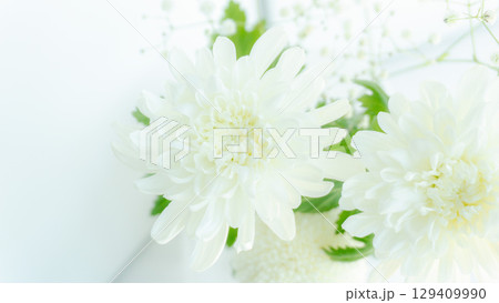 白い菊の生花の背景写真素材　アップ白バック　お彼岸イメージ　 129409990