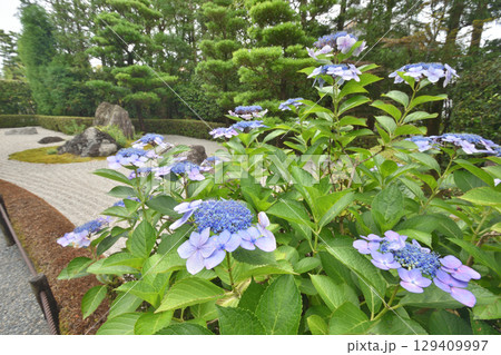 退蔵院の紫陽花と陽の庭 129409997