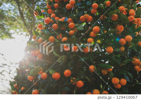 Potted plant Chinese citrus for a happy chinese new year's decoration Potted plant Chinese citrus for a happy chinese new year's decoration 129410067