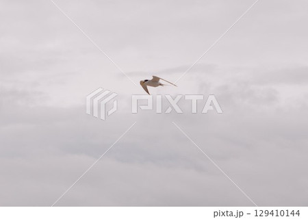 空中巡回 129410144
