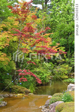 退蔵院の水辺の紅葉 129410313