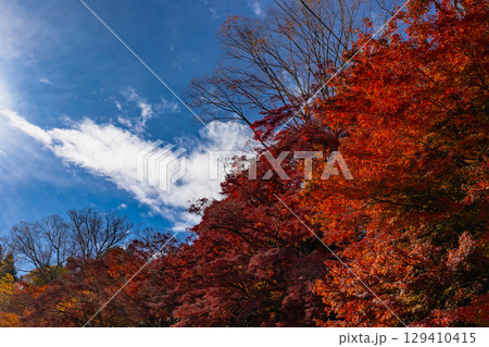 もみじ寺 茨城県 もみじ寺 茨城県 129410415
