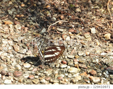 公園の通路に居るミスジチョウ 公園の通路に居るミスジチョウ 129410971