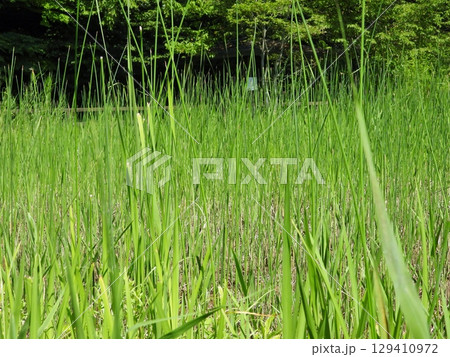 蜻蛉池公園の葦の葉 129410972