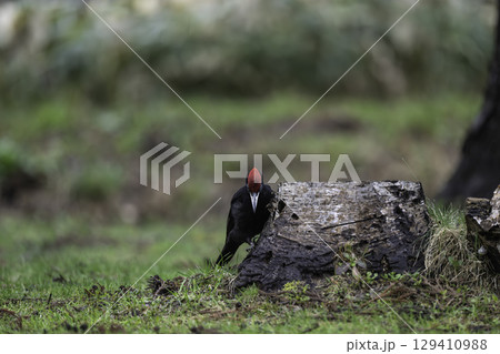 白樺の倒木に現れたクマゲラ 129410988