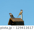 巣箱の上から見張る親鳥達 129411617