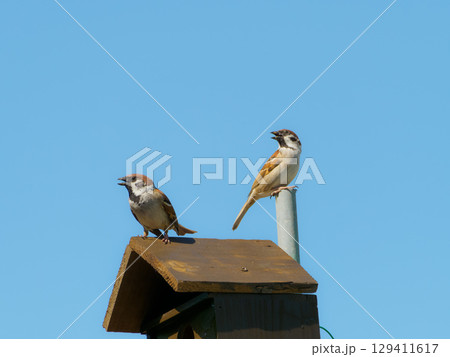 巣箱の上から見張る親鳥達 129411617