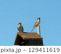 夫婦で鳴くスズメ 129411619