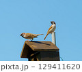 巣箱を見張る親鳥 129411620