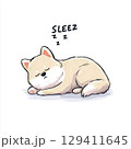 お昼寝をする柴犬 129411645
