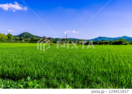 Rice. A large area of rice seedlings growing in the fields of Korea. Rice. A large area of rice seedlings growing in the fields of Korea. 129411657